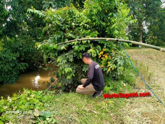 Responsif, BKSDA Bengkulu Pantau Buaya Besar di Sungai Kali Krupuk 6 BKSDA