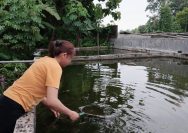 IMG 20241218 WA0012 Budidaya Ikan