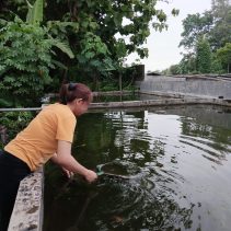Harirotul Mualawiyah, IRT Tulungagung Sukses Budidaya Ikan Hias 5 IMG 20241218 WA0012 Budidaya Ikan
