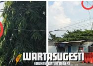 IMG 20240627 WA0121 Gresik