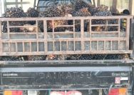 Polsek Bumi Agung Amankan Pria Asal Wonoharjo Curi 82 Tandan Sawit 1 IMG 20260614 WA0020 Pencurian