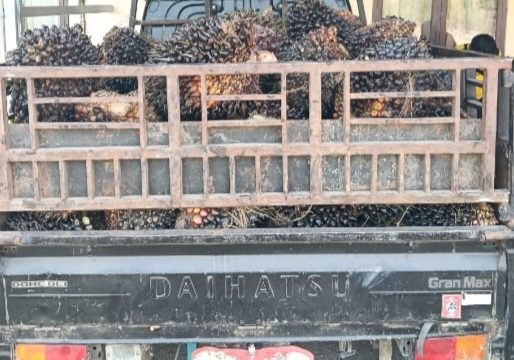 Polsek Bumi Agung Amankan Pria Asal Wonoharjo Curi 82 Tandan Sawit