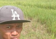 Kriminal, Padi Sawah Milik Adi di Way Tuba Asri Diarit Orang Untuk Pakan Sapi 1 IMG 20260617 WA0014 Pemkab Way Kanan
