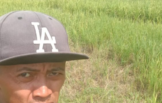 Kriminal, Padi Sawah Milik Adi di Way Tuba Asri Diarit Orang Untuk Pakan Sapi