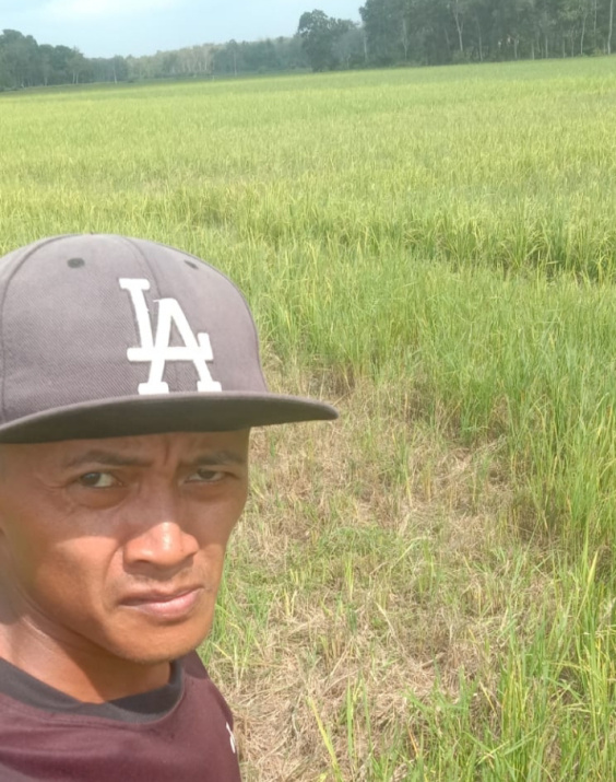 Kriminal, Padi Sawah Milik Adi di Way Tuba Asri Diarit Orang Untuk Pakan Sapi 1 IMG 20260617 WA0014 Pemkab Way Kanan