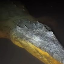 IMG 20250827 WA0010 Buaya